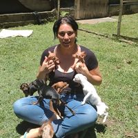 lillysminipinscher1_