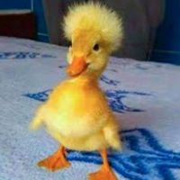 theq.uack