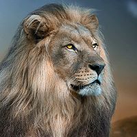 guerreiradoapocalipse