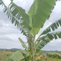 original sound - wellison_ferraz