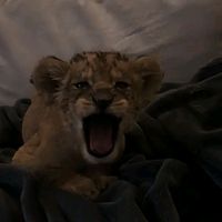 оригинальный звук