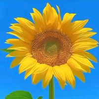 mariadelourdesmor833