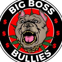 bigbossbullies868