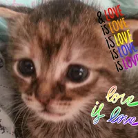 original sound - mudenap