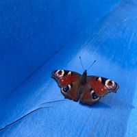 __.aesthetic..flower.__