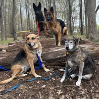 bigdogsrule