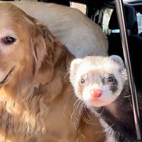ferretsfriends