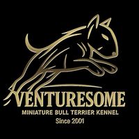 minibullterrierkennel