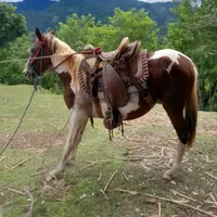 original sound - edwinpablo61