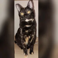 original sound - neoncoxinha