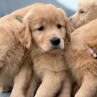 original sound - perrhijos.golden