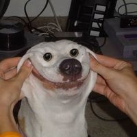 thisispxp