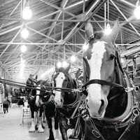 beddow.clydesdales
