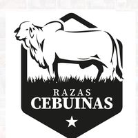 razas.cebuinas
