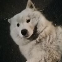 ghiceste_melodia79