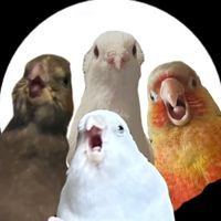 morgansbirbs