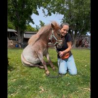 hotsaucetheminihorse