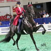 the_wierd_equestrian