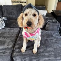 oliverstravelsplustwo