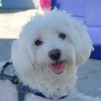 original sound - lumi_bubu