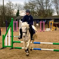 equitation_.horse