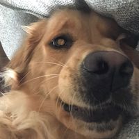 piperthegoldenretrevier