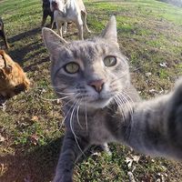 оригинальный звук