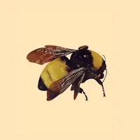 original sound - dailyishmusic