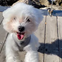 original sound - bimba.dali