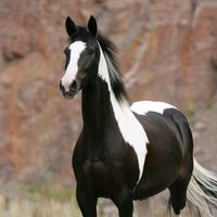 doido_por_cavalos