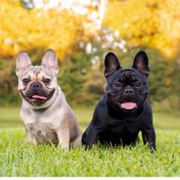 original sound - Marky Mark