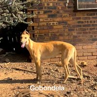 mshebonqanawekennels