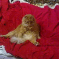 original sound - starikhotabic