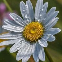 swara asli - Marlia Hanun