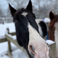 performancehorsescb