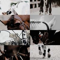 equestriangroup.1