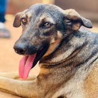 davisstrays