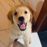 maggiegoldinhaaa
