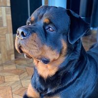 danyoliveira.oficial