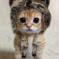 原聲 - 喵里閤碧