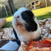lucys.guinea.pigs