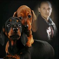 why yall using my sound