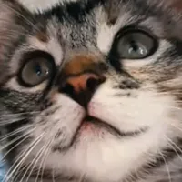 Zuckersüße Katze