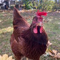 simellychicken