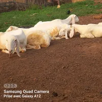 original sound - sage.coulibaly