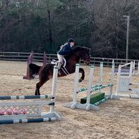 HORSES