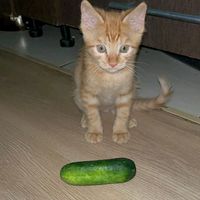 dirty._kittens