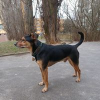 jak.s.krizencem.sony