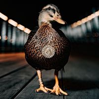 dawnny08