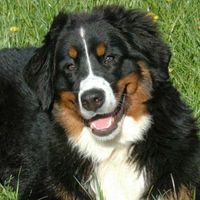 zennenhundbatenka_minsk